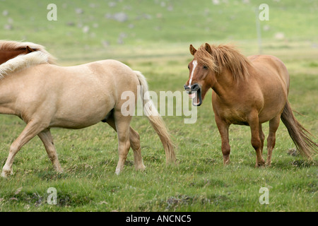 Cavallo islandese ridere Islanda Foto Stock