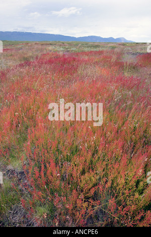 Pecore di acetosa Rumex acetosella Islanda Foto Stock