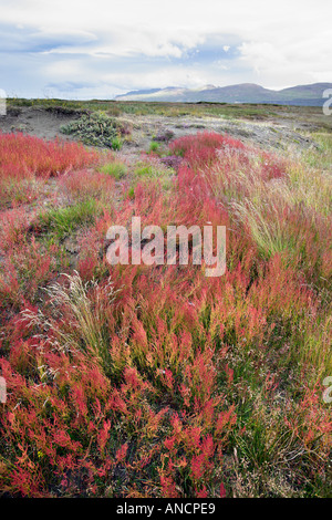 Pecore acetosa Rumex acetosella Islanda Foto Stock