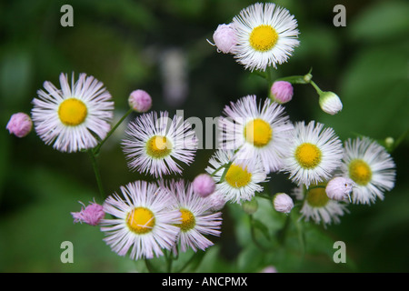 Daisy Fleabane Erigeron annuus fiori selvatici bianchi su sfondo verde sfocato naturale, dall'alto, nessuno orizzontale negli Stati Uniti ad alta risoluzione Foto Stock