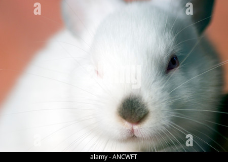 Un ritratto di un po' di coniglio bianco Foto Stock