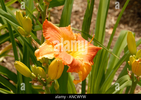 Put-In-Bay Daylily Foto Stock