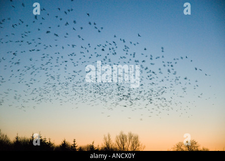 Rooks battenti di posatoio, Cove Hithe, Suffolk, Inghilterra Foto Stock