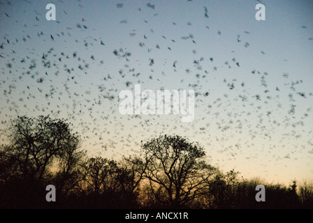 Rooks battenti di posatoio, Cove Hithe, Suffolk, Inghilterra Foto Stock