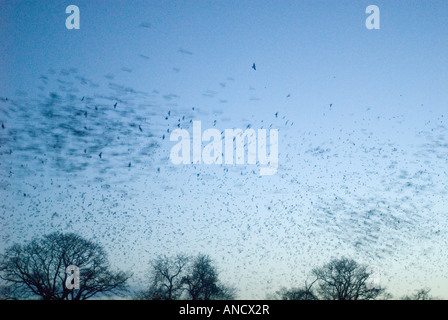 Rooks battenti di posatoio, Cove Hithe, Suffolk, Inghilterra Foto Stock