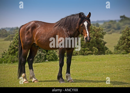 Brown Stallone, New Forest, Hampshire, Inghilterra Foto Stock