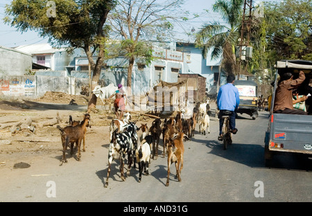 Un allevamento di capre disturbare il traffico su una strada in India Foto Stock