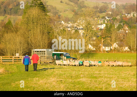 Un agricoltore pascere le sue pecore in Ambleside Cumbria Regno Unito Foto Stock