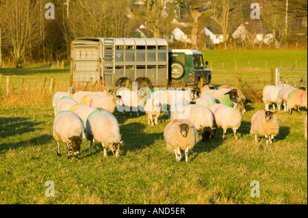 Un agricoltore pascere le sue pecore in Ambleside Cumbria Regno Unito Foto Stock