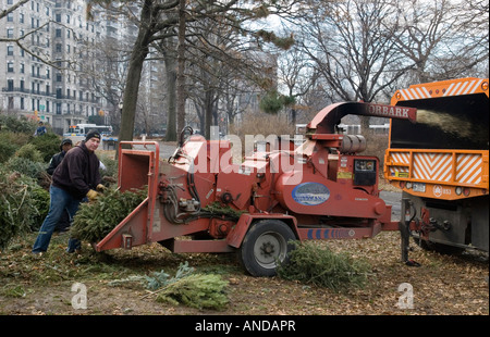 Il riciclo di alberi di Natale in Riverside Park a Manhattan Foto Stock