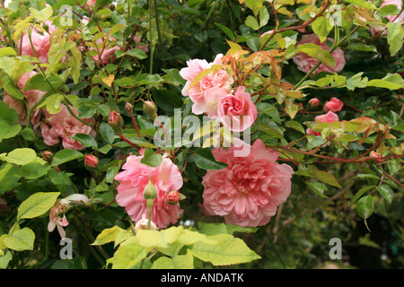 Claude Monet giardini di rose, Giverny, Francia Foto Stock