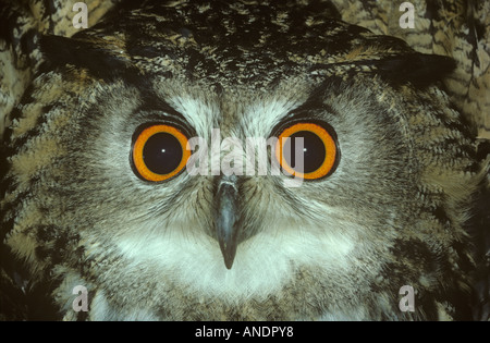 Unione Gufo Reale Bubo bubo comportamento delle minacce Foto Stock