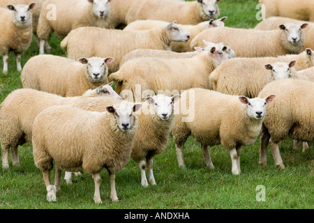 Gregge di pecore al pascolo in un campo Oxfordshire Inghilterra Foto Stock