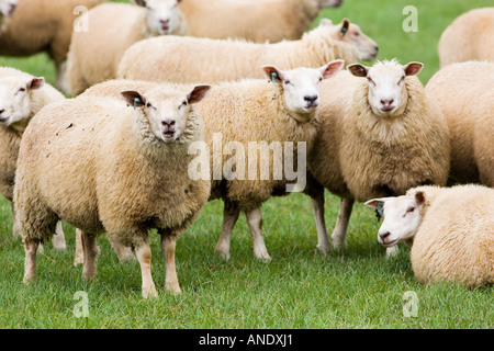 Gregge di pecore in un campo i Cotswolds Inghilterra Foto Stock