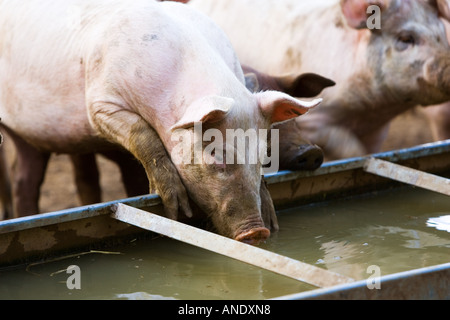 Gloucester Old Spot drink di suini da un trogolo Gloucestershire Regno Unito Foto Stock