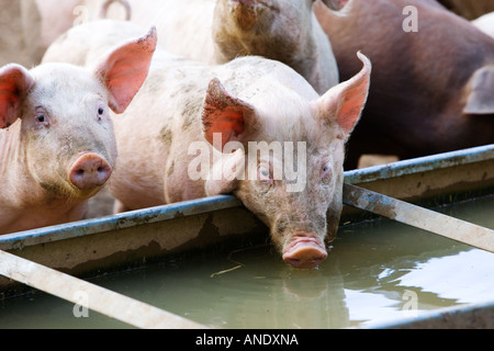 Gloucester Old Spot suini Gloucestershire Regno Unito Foto Stock