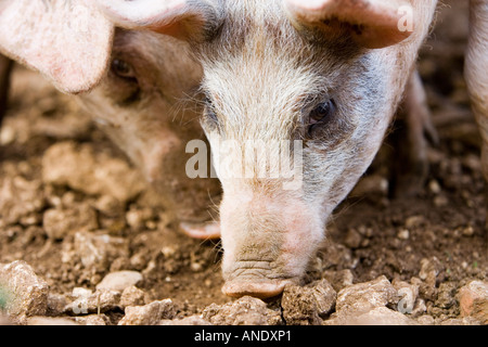 Gloucester Old Spot suini Gloucestershire Regno Unito Foto Stock