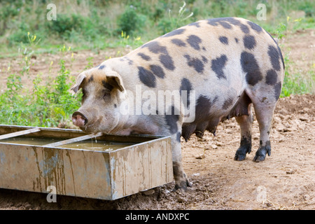 Gloucester Old Spot feed di suini da un trogolo Gloucestershire Regno Unito Foto Stock