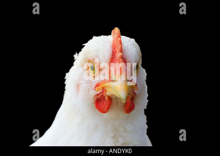 Pollo britannico UK Free range uccelli potrebbero essere a rischio in caso di influenza aviaria influenza aviaria virus si diffonde in Gran Bretagna Foto Stock