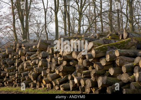 Pila di legno di faggio log essendo stagionato in Cotswolds Regno Unito Foto Stock