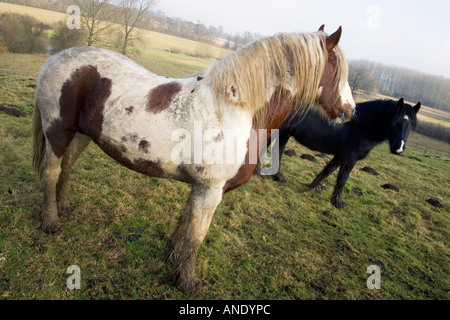 Cavalli in un paddock fangoso Gloucestershire Regno Unito Foto Stock
