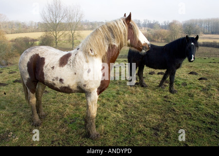 Cavalli in un paddock fangoso Gloucestershire Regno Unito Foto Stock