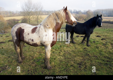 Cavalli in un paddock fangoso Gloucestershire Regno Unito Foto Stock