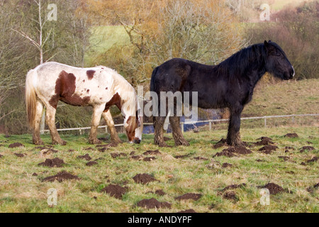 I cavalli in un paddock Gloucestershire Regno Unito Foto Stock