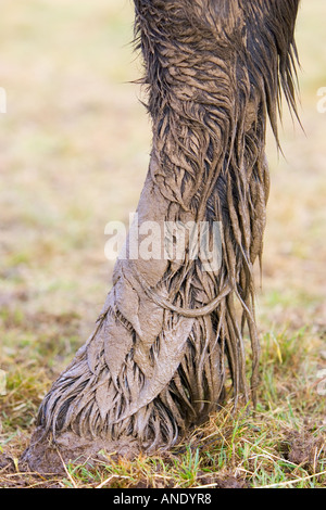 Coperti di fango cavallo s zoccolo GLOUCESTERSHIRE REGNO UNITO In inverno i cavalli sono a rischio di febbre di fango Foto Stock