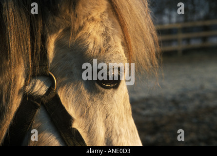 Grigio di un pony Shetland su un gelido mattino Foto Stock