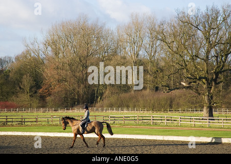 Giovane donna corse Cleveland Bay croce cavallo purosangue Oxfordshire, Regno Unito Foto Stock