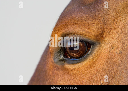 Cleveland Bay Croce cavallo purosangue Oxfordshire, Regno Unito Foto Stock