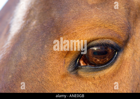 Cleveland Bay Croce cavallo purosangue Oxfordshire, Regno Unito Foto Stock