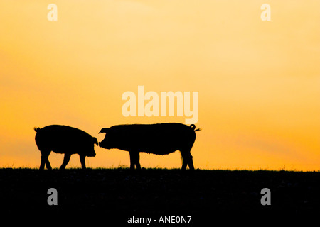 I suini al tramonto, England Regno Unito Foto Stock