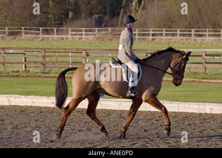 Giovane donna corse Cleveland Bay Croce cavallo purosangue Oxfordshire, Regno Unito Foto Stock