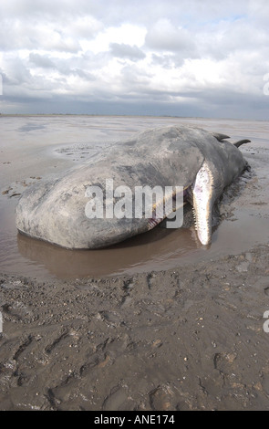 Circa 20 t 40ft lungo giovane maschio sperma balena spiaggiata a Sutton Bridge Lincolnshire Foto Stock