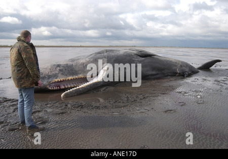 Circa 20 t 40ft lungo giovane maschio sperma balena spiaggiata a Sutton Bridge Lincolnshire Foto Stock