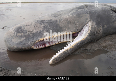 Circa 20 t 40ft lungo giovane maschio sperma balena spiaggiata a Sutton Bridge Lincolnshire Foto Stock