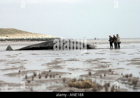 Circa 20 t 40ft lungo giovane maschio sperma balena spiaggiata a Sutton Bridge Lincolnshire Foto Stock