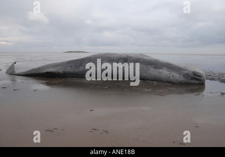 Circa 20 t 40ft lungo giovane maschio sperma balena spiaggiata a Sutton Bridge Lincolnshire Foto Stock