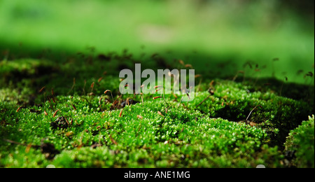 Muschio verde Foto Stock