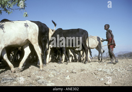 Non circonciso Samburu gioventù imbrancandosi alcuni dei suoi familiari s bovini nei pressi di Samburu Riserva nazionale del Kenya Africa orientale Foto Stock