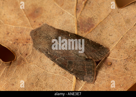 Offuscato scialbi Orthosia incerta a riposo sulla foglia marrone potton bedfordshire Foto Stock