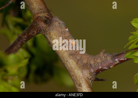 La Falda Gastropacha quercifolia larve alimentazione su hawthorn potton bedfordshire Foto Stock