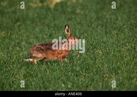 Brown lepre Lepus capensis alla ricerca permanente di avviso nel campo di mais therfield hertfordshire Foto Stock