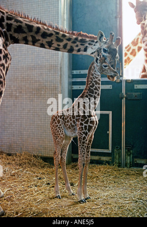 Madre e vitello giraffe presso lo Zoo di Londra England Regno Unito Foto Stock