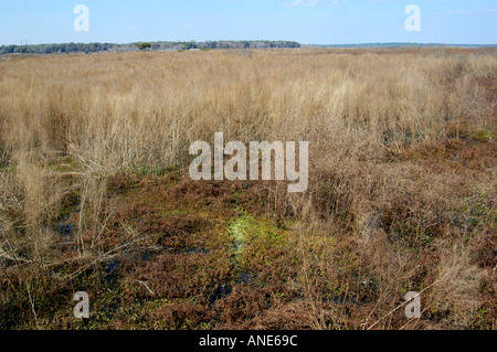 William Bartram Trail Paynes Prairie Ecopassage Ocala Florida Fl Foto Stock