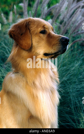 Il golden retriever con erba ornamentale Foto Stock