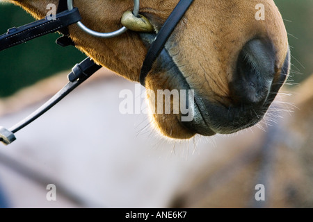 Cleveland Bay Croce cavallo purosangue Oxfordshire, Regno Unito Foto Stock