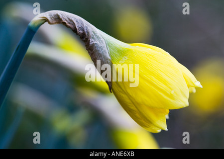 Daffodil flower apertura Oxfordshire Regno Unito Regno Unito Foto Stock